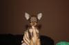 Russischer Toy,  Toy Terrier.