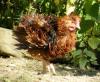 Strupphuhn Hahn