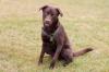 BRUNO - Mix - 8 Monate - Tierhilfe-Franken e.V.