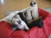 MOPS MOPSWELPEN MIT PAPIEREN