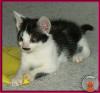 Blini: ein süßes,  pfiffiges Katzenbaby