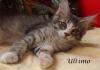 Echte Maine Coon Babys