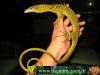 Varanus, prasinus, bohmei, salvadori....