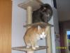 Rotgetigerter Mix Maine-Coon-Hauskatze und Maine Coon