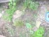 Breitrandschildkröten Nachzucht 2009
