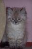 Perser un Perser Colourpoint Kitten