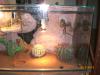 terrarium  komplett
