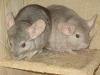 Süße Chinchillas suchen neues Zuhause
