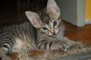 wunderschönes Katzenbaby,  Mix Türkisch Angora/ Hauskatze abzugeben