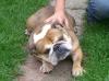 Pullja,  Englische Bulldogge,  3 Jahre jung 