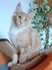 Wunderschöne,  typvolle Maine Coon Kitten mit Ahnentafel