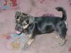 Nero,  Mix-Welpe sucht DRINGEND ein neues Zuhause