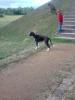 boxer welpen