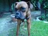 Boxerhündin,  10 Monate alt,  sportlicher Typ sucht bezugsfertige Hundehütte.