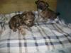 Mischling  welpen Shi -Tzu yorky edel mix 