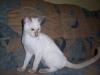 Siambabys 17.W.alt, noch 2 Kater!!!