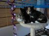 Katzenkinder suchen Schmuseopfer !
