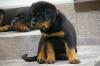 ROTTWEILER WELPEN