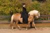 Macho Hafi sucht toughe Reiterin/ toughen Reiter