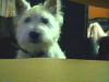 westie welpe sucht weibchen zum paaren 