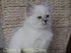 Heilige Birma Kitten