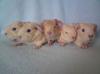 Glatthaar in Creme Satin,  5 Babys