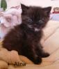 Alina,  ein kleines Exotic Shorthairmädchen
