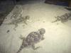 3 - 4 Phrynosoma platyrhinos /  Wüstenkrötenechse