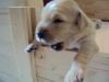 7 süße Golden Retriever Welpen /  2 Hündinnen und 5 Rüden mit Papieren