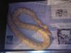 Albino Tigerpython