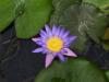 Seerose Violet Star Wunderschön, große Blüten Rar!