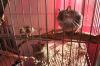 3 Degus mit Käfig