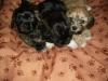 3 kleine süsse Hundewelpen( Lasa-Abso/ Shih Tzu) 