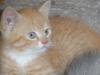 persermixkaterchen sucht gutes Zuhause