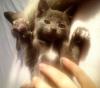 zwei süße Koratkitten suchen neues Zuhause...