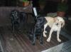 Schwarze Labradorwelpen ohne Papiere