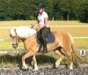 Reitbeteiligung für (sportl.) Hafistute gesucht,  nähe Itzehoe