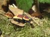 Pachnoda marginata peregrina