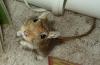 Junge Wüstenrennmäuse/ Gerbils abzugeben