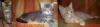 3 Maine Coon Kitten