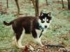 SUCHE HUSKY WELPE