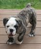 englisch bulldoggen hündin 10wochen alt