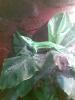 1, 1 Anolis Equestris /  Ritteranolis