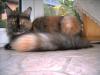 suche Deckkater Main-Coon oder Norwegische Waldkatze