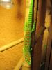 Adultes Phelsuma Mad Grandis Männchen High Red 