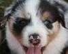 Podere San Prospero Australian Shepherd