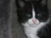 maine coon kitten