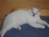 Heilige Birma Kitten,  mit Papieren,  ab anfang September abzugeben