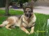 Schäferhund Rüde sucht neues Zuhause!!!!