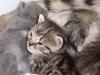 Persermix kater zu Veraufen